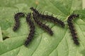 Black caterpillars of the Peacock butterfly, Aglais io, on nettle