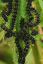 Black caterpillars of the Peacock butterfly, Aglais io, on nettle , Urtica diocia