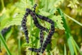 Black caterpillars with white dots