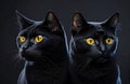 Black cats on a cobblestone path with sitting rock smooth bioluminescent skin like scarlet eyes yellow sculpture