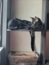 Black Cats in cubby