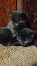 Black cats cute kittens sibling love adorable Royalty Free Stock Photo