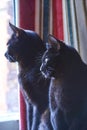 Black cats looking out of the window behind red, blue and white striped curtains Royalty Free Stock Photo