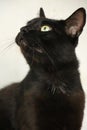 Beautiful, graceful black cat Marsik