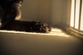 Black Cats' Paw In Sunbeam