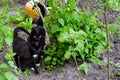 The black cats with yellow eyes walking in the garden