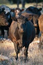 Black cattle