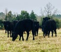 Black cattle