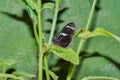Black Cattle Heart Butterfly Sitting On A Leaf