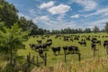 Black cattle in a pasture while grazing near Puyehue, Los Lagos, Chile
