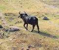 Black Cattle Walking on a Track in an Indian Village Royalty Free Stock Photo