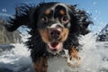 Black Cavalier King Charles dog running in the water