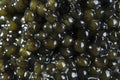 Black caviar. Macro photo of the delicacy. Background.