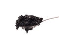 Black caviar in spoon Royalty Free Stock Photo