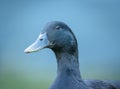 black cayuga Duck Royalty Free Stock Photo