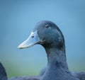 black cayuga Duck Royalty Free Stock Photo