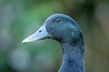 black cayuga Duck Royalty Free Stock Photo
