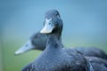 black cayuga Duck Royalty Free Stock Photo