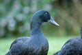 black cayuga Duck Royalty Free Stock Photo