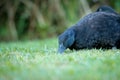 black cayuga Duck foraging Royalty Free Stock Photo