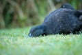 black cayuga Duck foraging Royalty Free Stock Photo