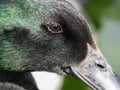 Black Cayuga duck portrait, close up detail of face.