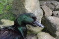 Black Cayuga duck portrait showing colorful iridescence on feathers.
