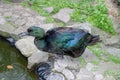 Black Cayuga duck showing colorful iridescence on feathers.