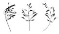 Black cereal grass leaves silhouettes isolated on white. Autumn fallen field grass leaves. Stencil vector Royalty Free Stock Photo