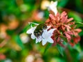 Black chafer beetle on white flowers 3