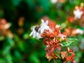 Black chafer beetle on white flowers 2