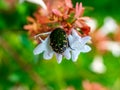 Black chafer beetle on white flowers 4