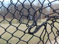 Black Chain Link Fence At A Ballpark That`s Been Vandalized