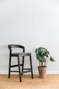 Black chair and green houseplant in pot on wooden floor Royalty Free Stock Photo