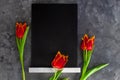 Black chalk board mockup with red tulip flowers on grey background.Blackboard menu easel,spring sales. Copy space frame Royalty Free Stock Photo