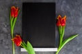 Black chalk board mockup with red tulip flowers on grey background.Blackboard menu easel,spring sales. Copy space frame Royalty Free Stock Photo