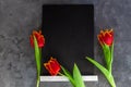 Black chalk board mockup with red tulip flowers on grey background.Blackboard menu easel,spring sales. Copy space frame Royalty Free Stock Photo