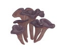 Black chanterelle or trumpet mushroom. Group of forest edible fungi. Realistic raw fungus. Fresh natural food. Colored