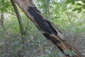 Black charred tree trunk with a burnt-out section in the forest