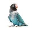 Black Cheecked Lovebird Ã¢â¬â Agapornis Nigrigenis Ã¢â¬â Blue mutati Royalty Free Stock Photo