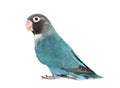 Black Cheecked Lovebird Ã¢â¬â Agapornis Nigrigenis Ã¢â¬â Blue mutation Royalty Free Stock Photo