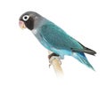 Black Cheecked Lovebird perched on a wooden stick Ã¢â¬â Agapornis Nigrigenis Ã¢â¬â Blue mutation