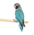 Black Cheecked Lovebird perched on a wooden stick Ã¢â¬â Agapornis Nigrigenis Ã¢â¬â Blue mutation Royalty Free Stock Photo