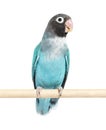 Black Cheecked Lovebird on a wooden perch Ã¢â¬â Agapornis Nigrigenis Ã¢â¬â Blue mutation Royalty Free Stock Photo