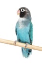 Black Cheecked Lovebird on a wooden perch, Blue mutation, isola