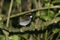 Black-cheeked gnateater, Conopophaga melanops Royalty Free Stock Photo