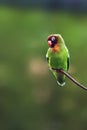 The black-cheeked lovebird Agapornis nigrigenis sitting on a branch with a green background.