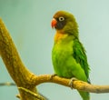 Black cheeked lovebird in closeup, near threatened tropical bird specie from Zambia, Africa