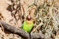 The black-cheeked lovebird is a small parrot species of the lovebird genus, Agapornis nigrigenis