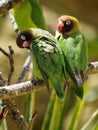 Black-cheeked lovebirds perched on branch